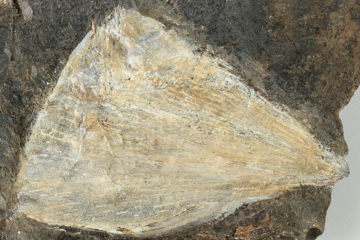 Fossil Ginkgo Leaf From North Dakota - Paleocene #201201